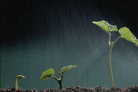 雨是最寻常的寻常的意思是什么