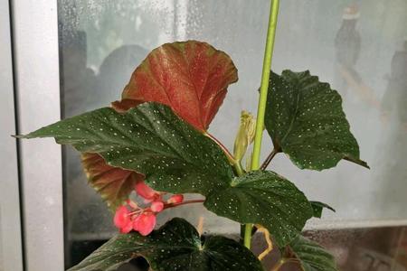 竹节海棠夏季能养在室外吗