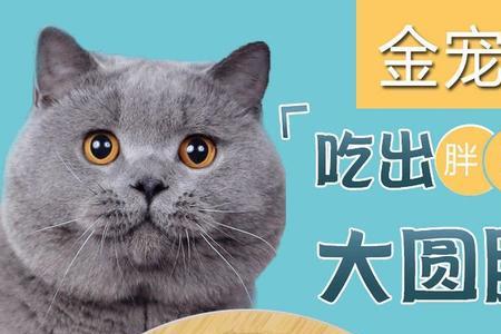 豆柴和佩玛斯特选择哪个