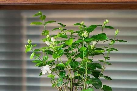 养茉莉花用奥绿A2好还是奥绿1号好