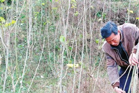 怎样弄死桑椹树