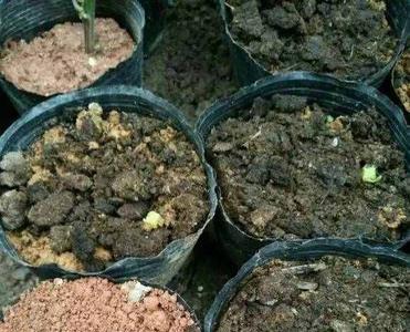 百香果的种子需要密封发芽吗