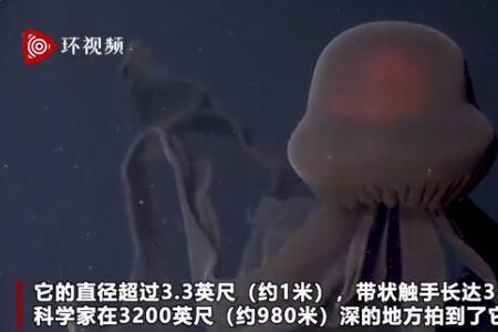 冥河水母的天敌