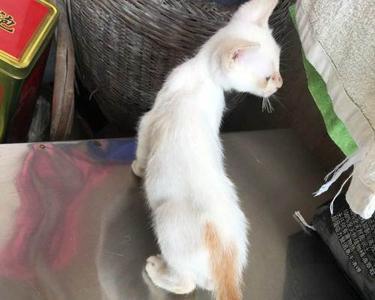 金簪插银瓶猫寓意