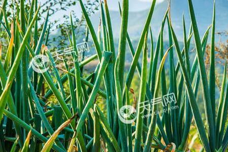2023年适合种植什么蔬菜