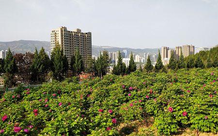 天水市牡丹园坐几路公交车