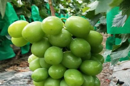 阳光玫瑰6月了还不开花