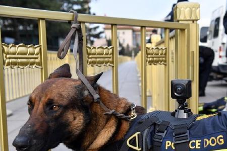 警犬为什么戴眼镜