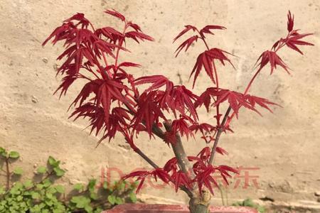 红舞姬红枫烂根怎么办
