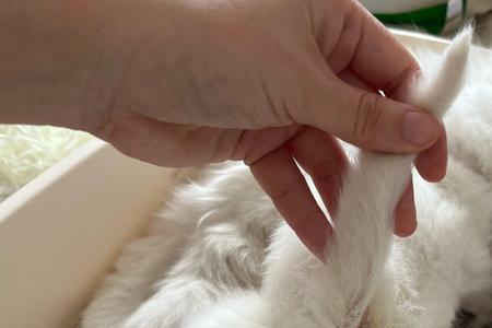猫的乳酸菌怎么喂