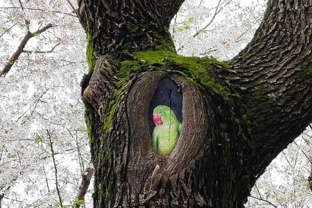 树洞的故事意义是什么