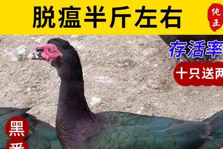 半番鸭和全番鸭的区别