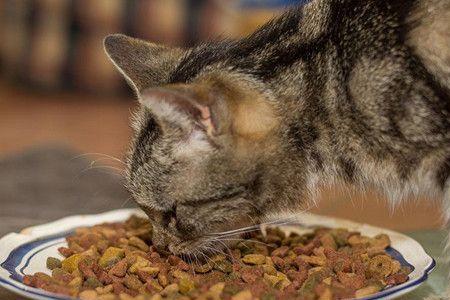 晚上可以给猫咪吃猫条吗