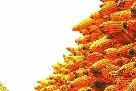巴盟玉米亩产量