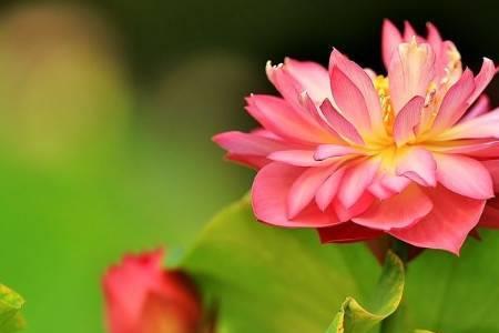 莲花与什么是一对
