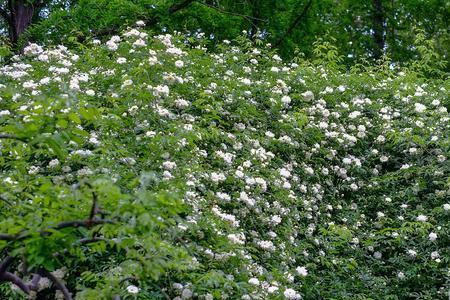 山木香和木香花区别