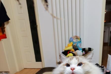 布偶猫毛少很瘦怎么回事