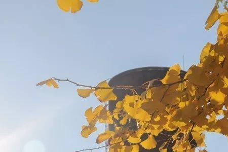 八九正是秋天在是什么生肖
