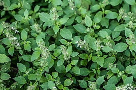 荆芥水培养殖方法