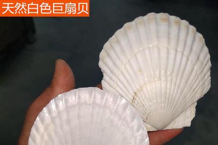 大扇贝创意手工
