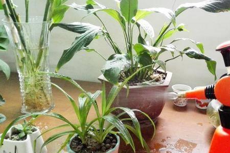 水培植物营养液可以浇花吗