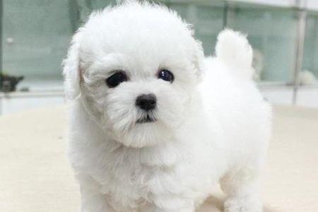 比熊幼犬可以用干洗粉吗