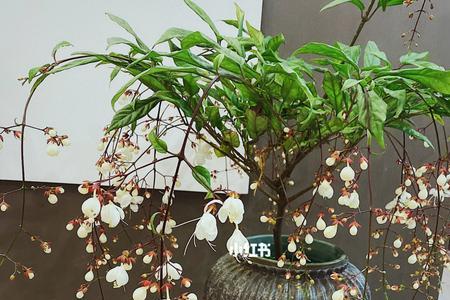垂丝茉莉缺点