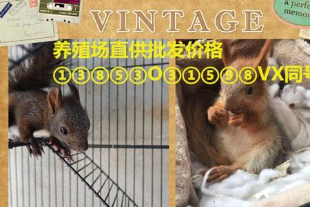 山东松鼠养殖基地