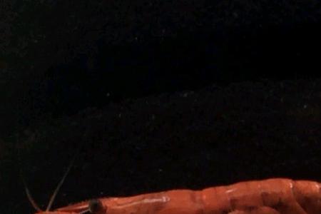 极火虾的颜色如何变深