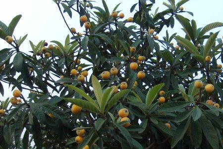 屋后种枇杷好吗