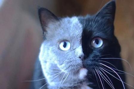 蓝猫代表啥