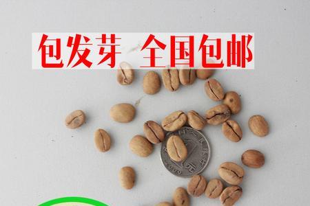 香豆种子种植方法