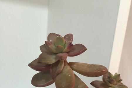 姬胧月一碰就掉叶子怎么补救
