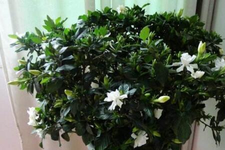 栀子花生长旺季是几月