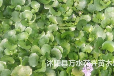 净化水质水生植物排名