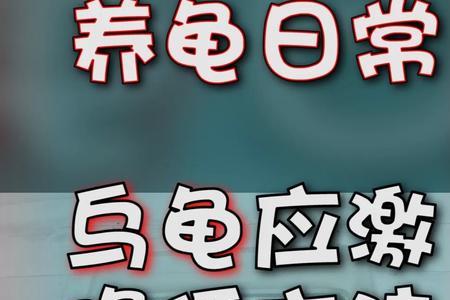 乌龟多久度过应激期