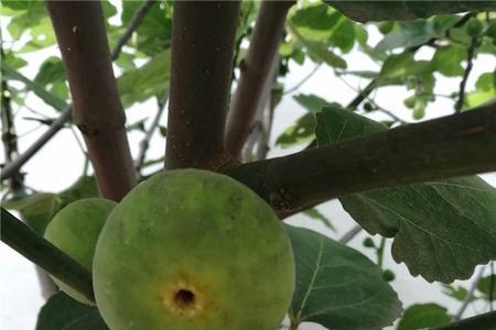 无花果树脂工业应用