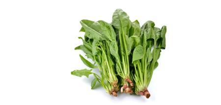 菠菜嚼不烂是怎么回事