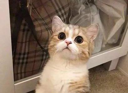 长腿猫好还是短腿猫好