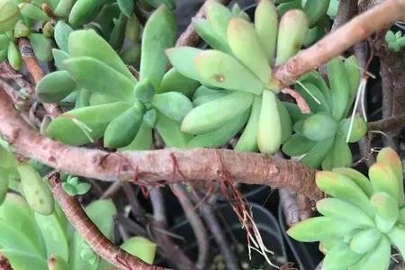 肉质气生根植物