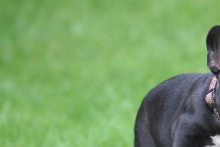 什么中型犬适合学生养