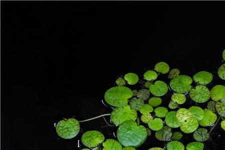 多少斤浮萍长一斤鱼