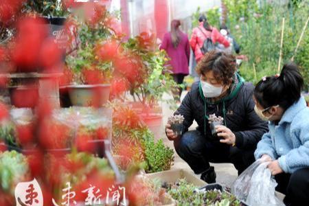 东莞哪些花鸟市场还开着
