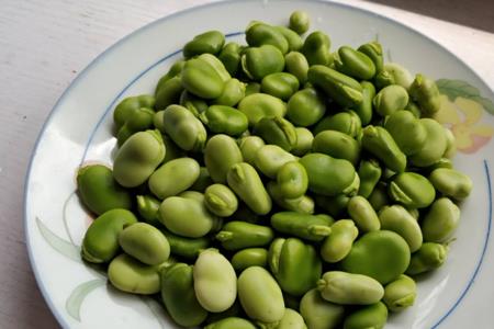 青豆多少天能成熟