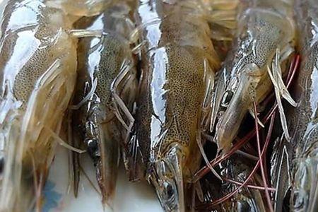 进口白虾好还是进口青虾好