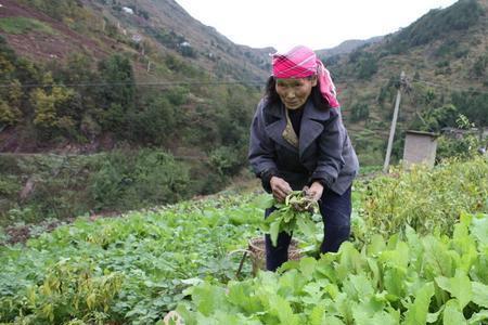 有腻子粉土里种菜能吃吗