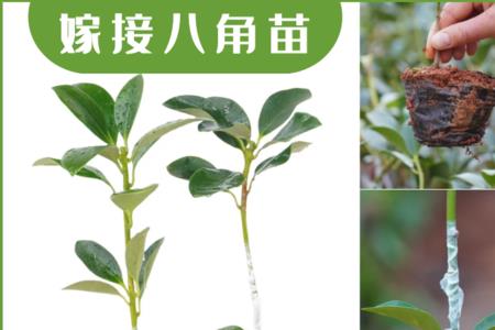 八角种子盆栽种植方法