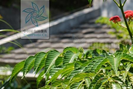 五指枫播种要多少年开花