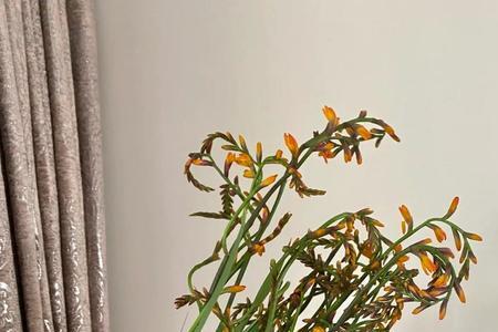 火焰兰鲜切花花期多长