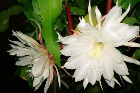 昙花泡水生根后如何上盆